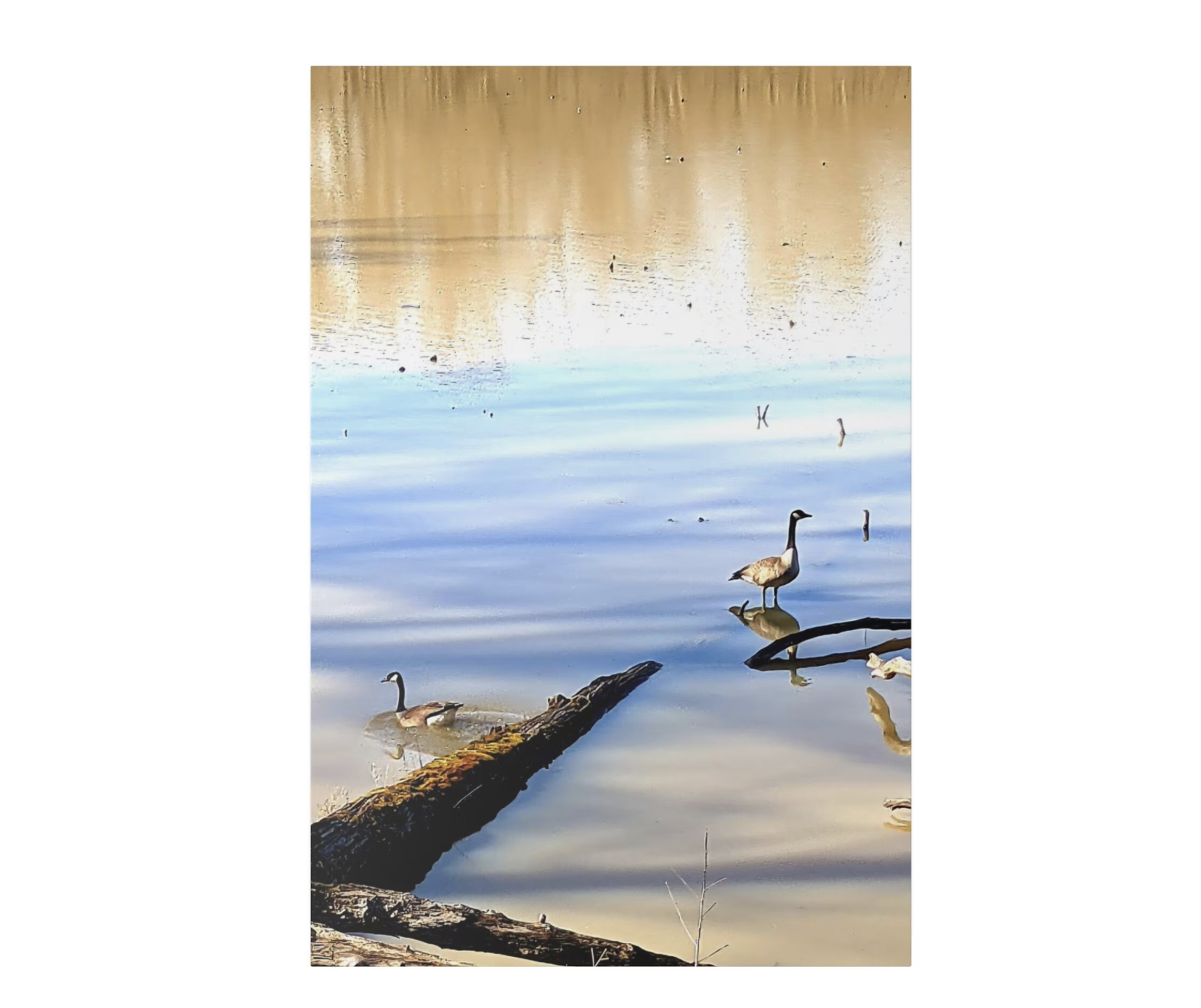 Geese on Calm Lake Wall Art – Stretched Matte Canvas